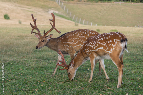 Damhirsche in der Wiese