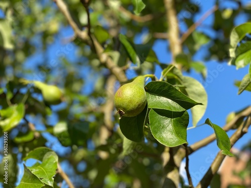 Pear Growing on a Tree on a Bright Sunny Day