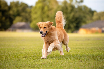 An adult Golden Retriever dog plays and runs in a park an open field with green grass