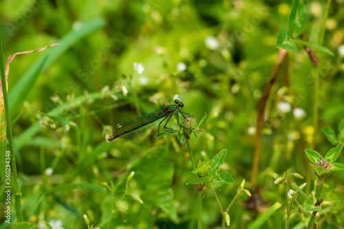 dragonfly on a green leaf