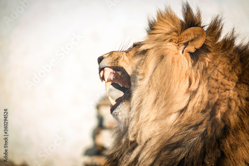 Close-up of a roaring lion. A ferocious carnivore of the family Felidae. Lion in the zoo. Open mouth.