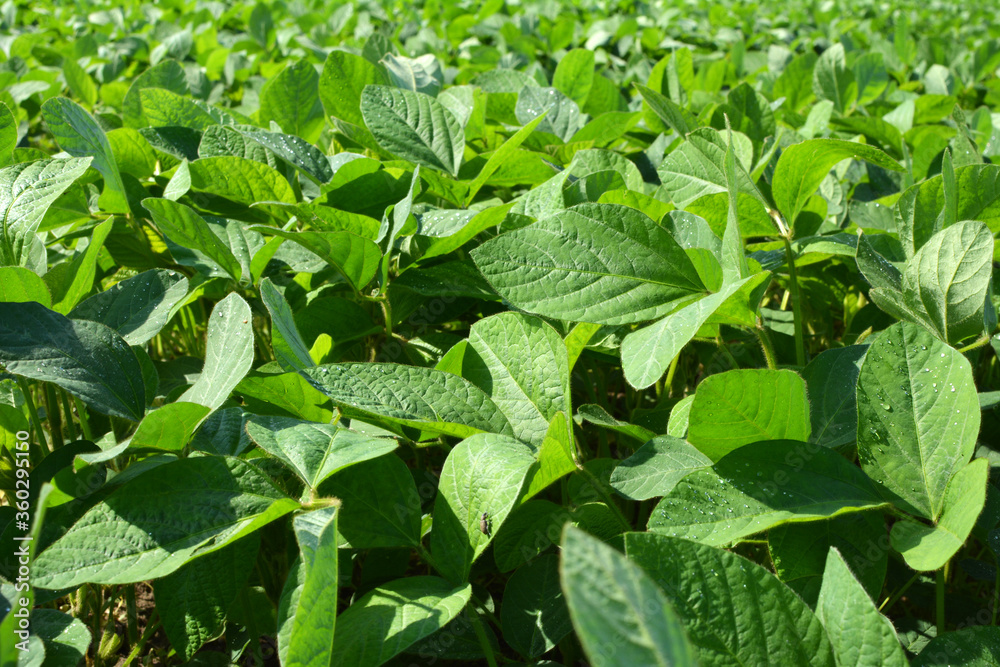 The field grows soy The field grows soy