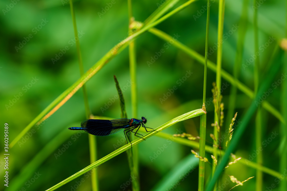 dragonfly on a leaf dragonfly on a leaf