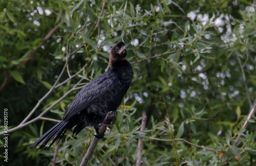 Wallpaper Mural Great Cormorant on branch, Phalacrocorax Carbo Torontodigital.ca