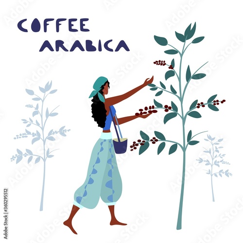 Woman unidentified coffee farmer is harvesting coffee berries in the coffee farm