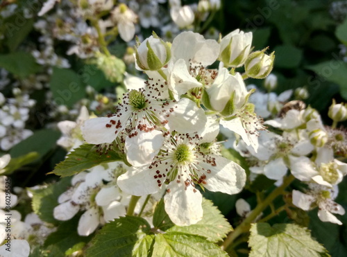 white blackberry flowers in summer
