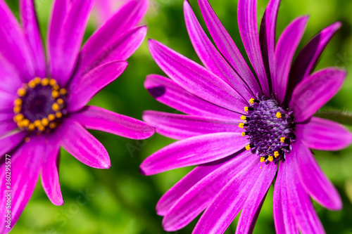 Purple flower in the garden  Osteospermum ecklonis. Spring season.