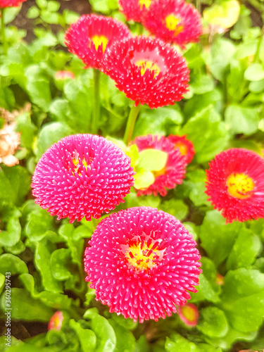 Daisy (in german Gänseblümchen or Margritli) Bellis perennis © pixs:sell