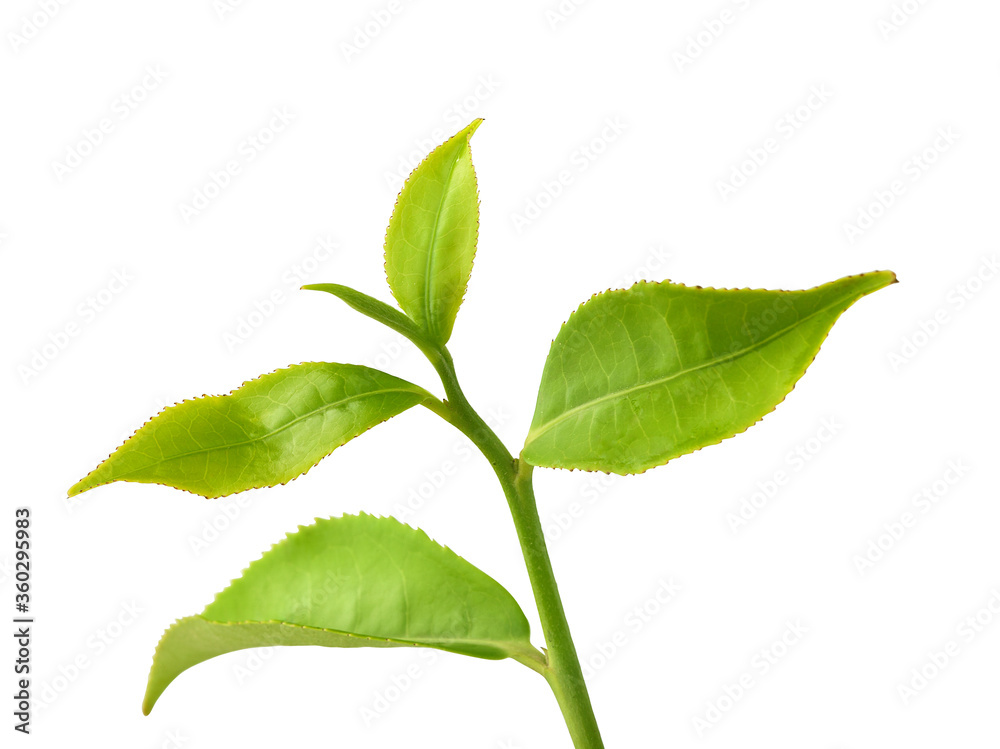 Fototapeta premium Tea branch with top leaves