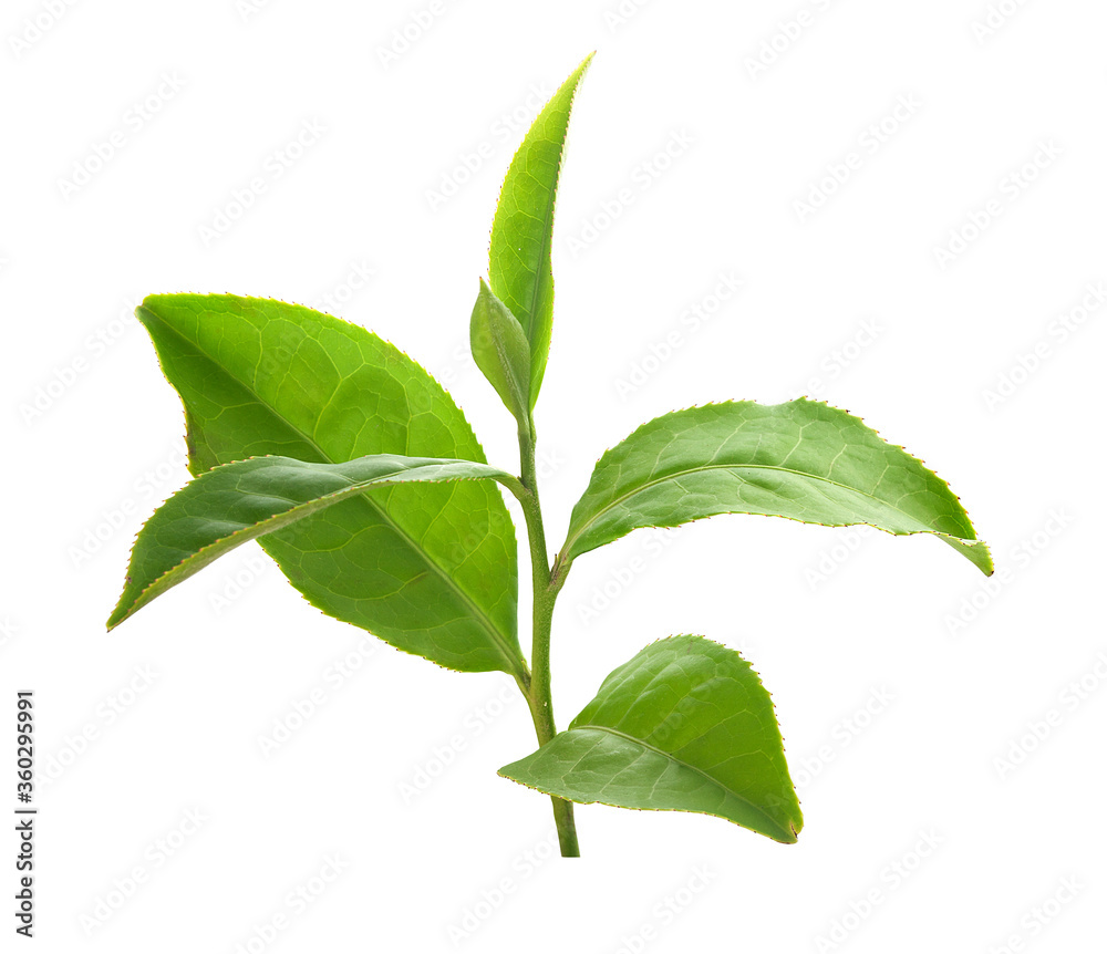 Tea branch with top leaves
