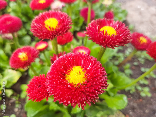 Daisy (in german Gänseblümchen or Margritli) Bellis perennis © pixs:sell