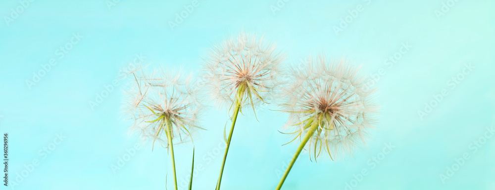 White dandelions inflorescence on blue background. Concept for festive background or for project. Hello Summer.