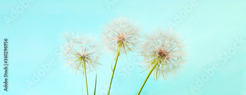 White dandelions inflorescence on blue background. Concept for festive background or for project. Hello Summer. © Nataliia