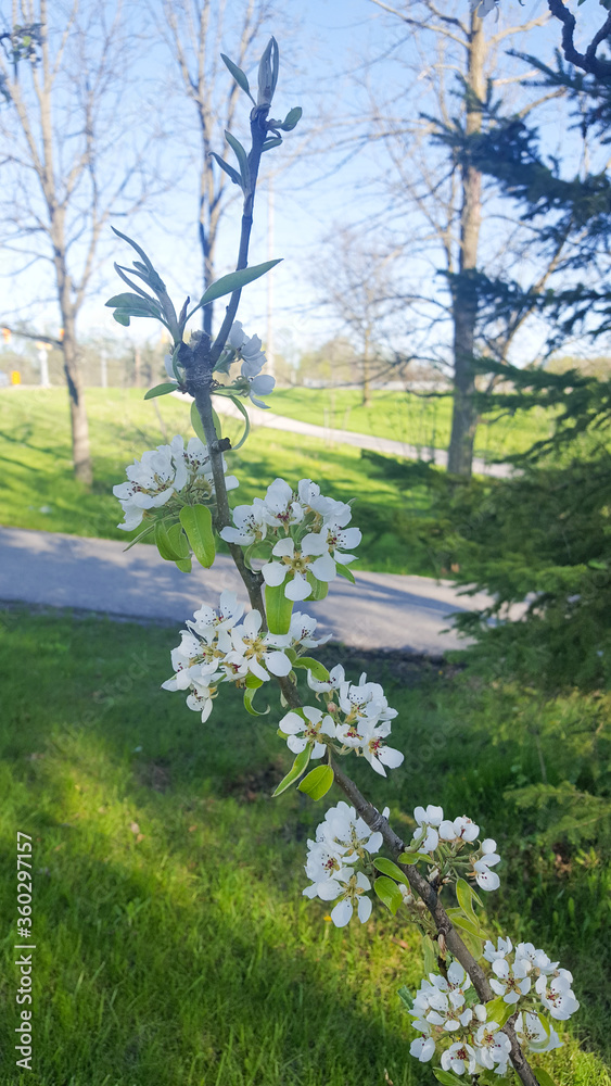 Fototapeta premium Spring in the park