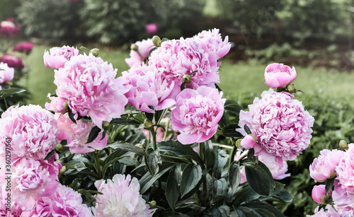 Fototapeta Naklejka Na Ścianę i Meble -  Common Garden Peony (Chinese Peony) (Paeonia lactiflora), 'Monsieur Jules Elie' shrub blooming in early summer with pink flowers