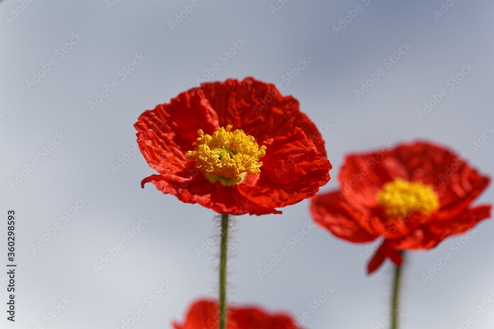 Obraz premium Red flower of an Iceland poppy, Papaver nudicaule