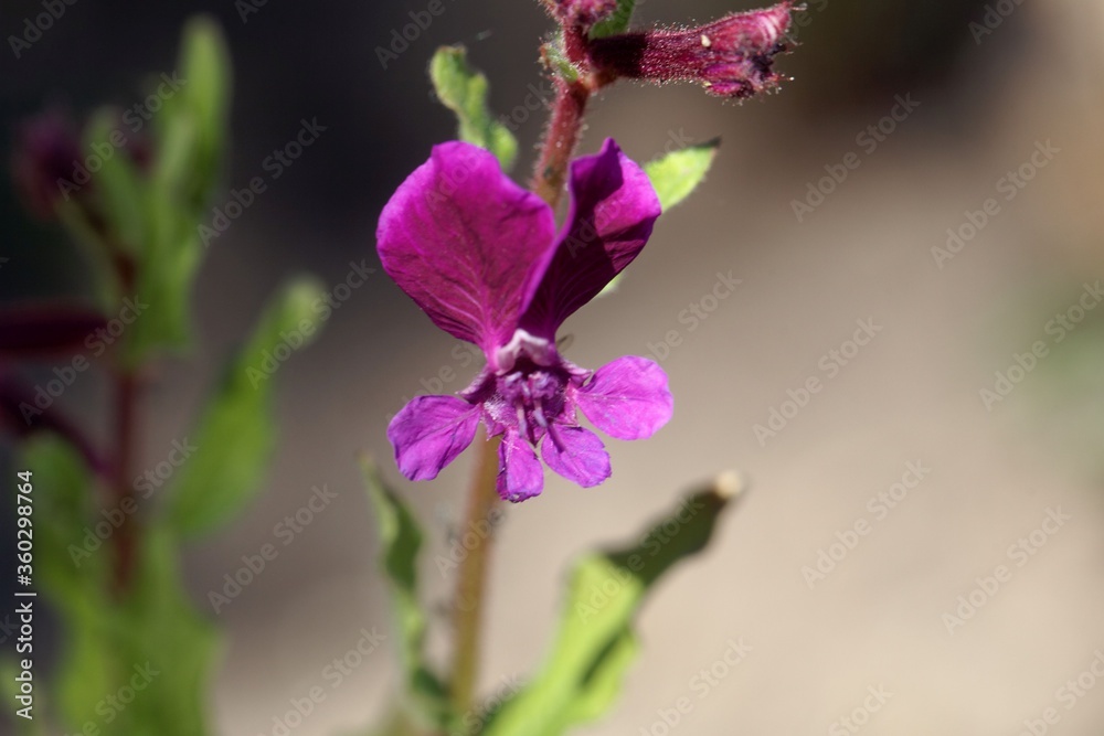 Flower of Cuphea procubens Flower of Cuphea procubens