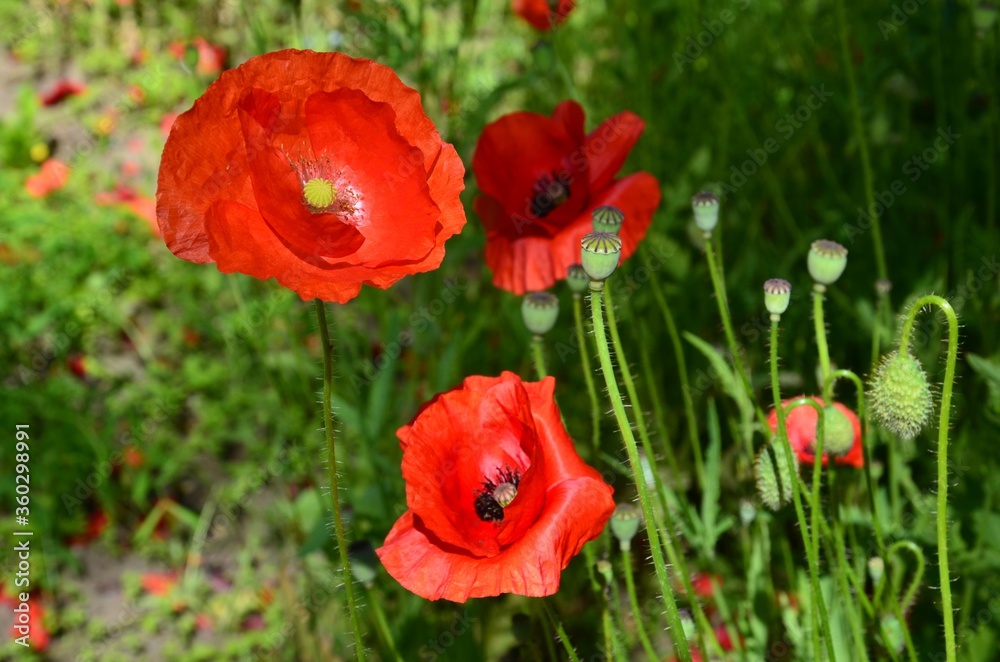 Mohnblumenwiese Mohnblumenwiese