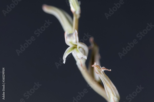 Flower of a Haworthia cymbiformis