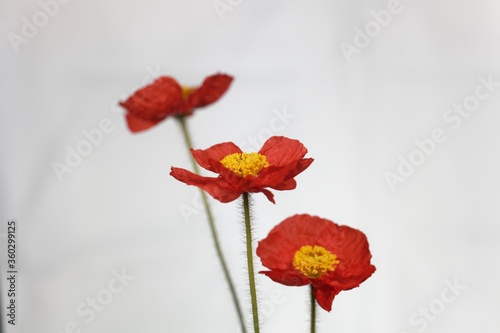 Red flower of an Iceland poppy  Papaver nudicaule