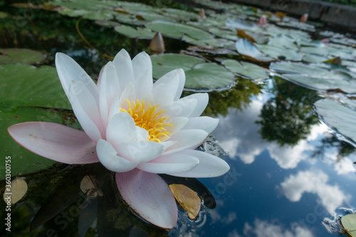 Wallpaper Mural Water lily flowers Torontodigital.ca
