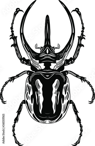 Vector  insect sketch. Hand drawn beetle illustration in vintage style. Entomological backdrop.Insects