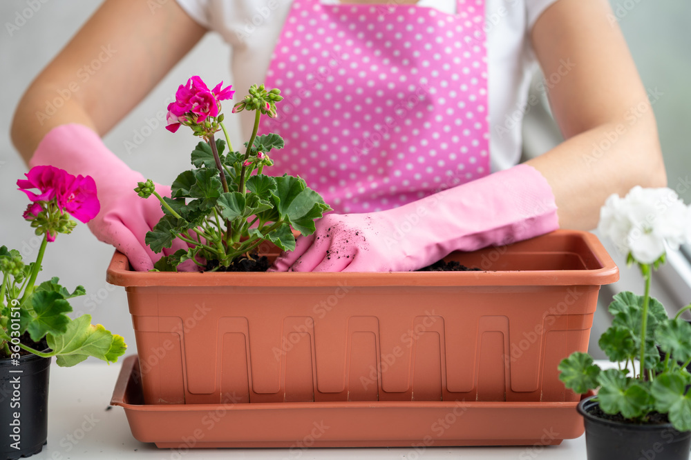 Florist in pink apron and pink rubber gloves planting flower into flowerpot. Florist planting flower into pot by hands. Gardening at spring. Potted flowering plant Florist in pink apron and pink rubber gloves planting flower into flowerpot. Florist planting flower into pot by hands. Gardening at spring. Potted flowering plant