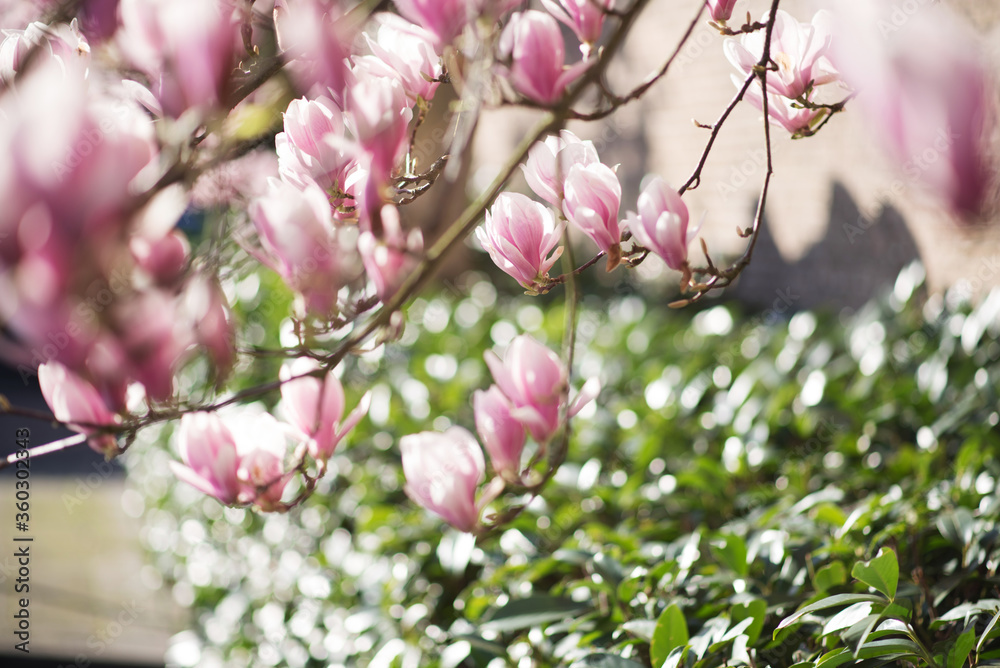 Magnolia pink blossom tree flowers, close up, outdoor. Magnolia pink blossom tree flowers, close up, outdoor.