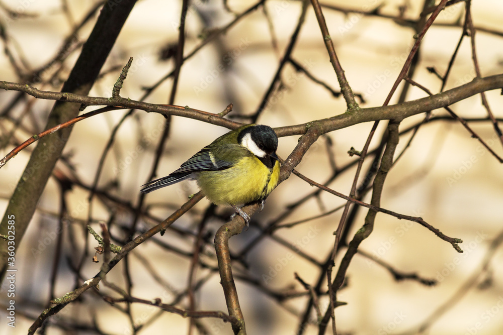 Naklejka premium great tit parus major