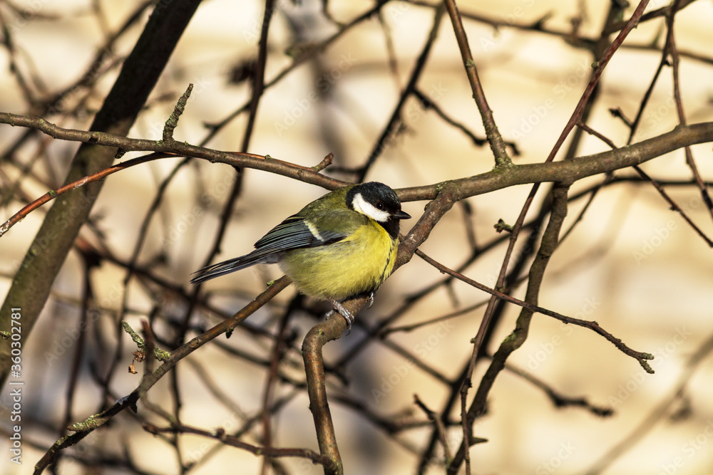 Obraz premium great tit parus major
