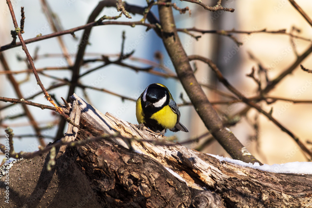 Naklejka premium great tit parus major