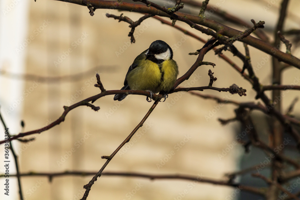Naklejka premium great tit parus major