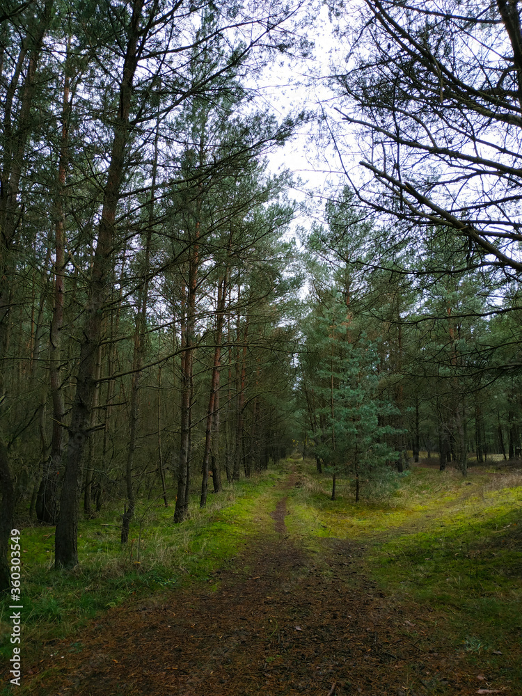 Obraz premium trees in the forest