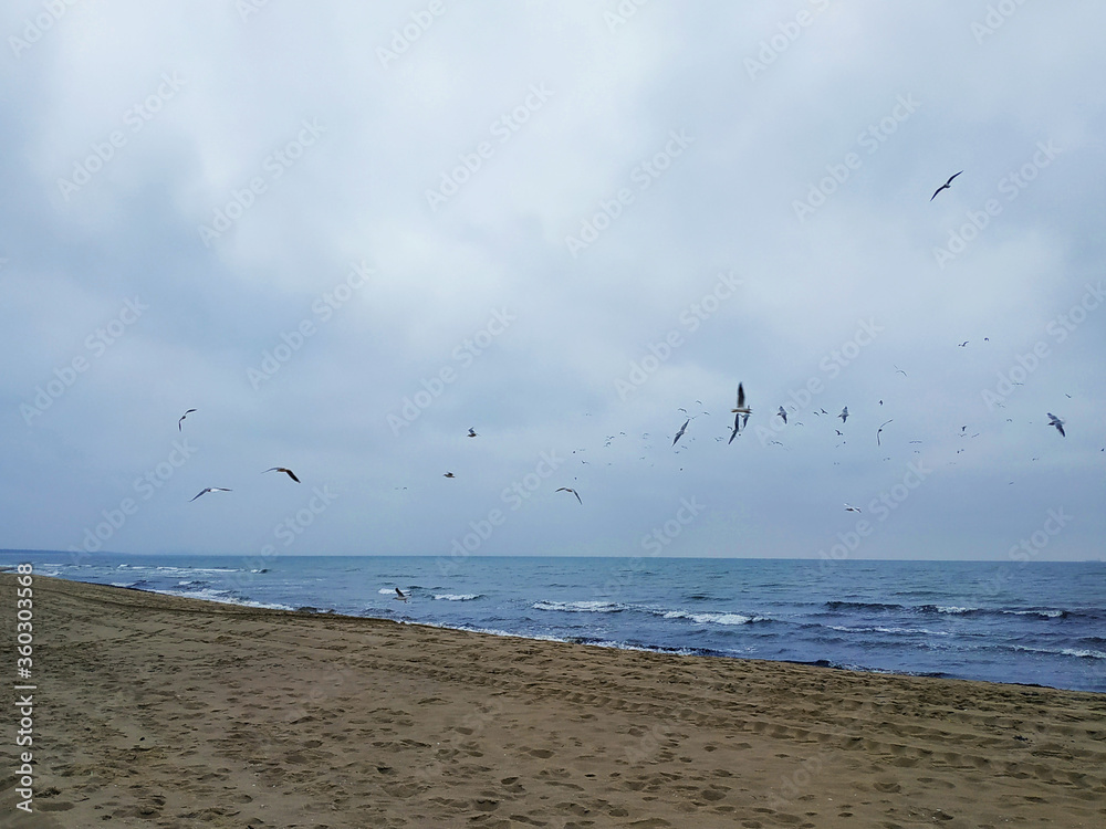 seagulls flying over the sea