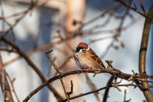 robin on branch