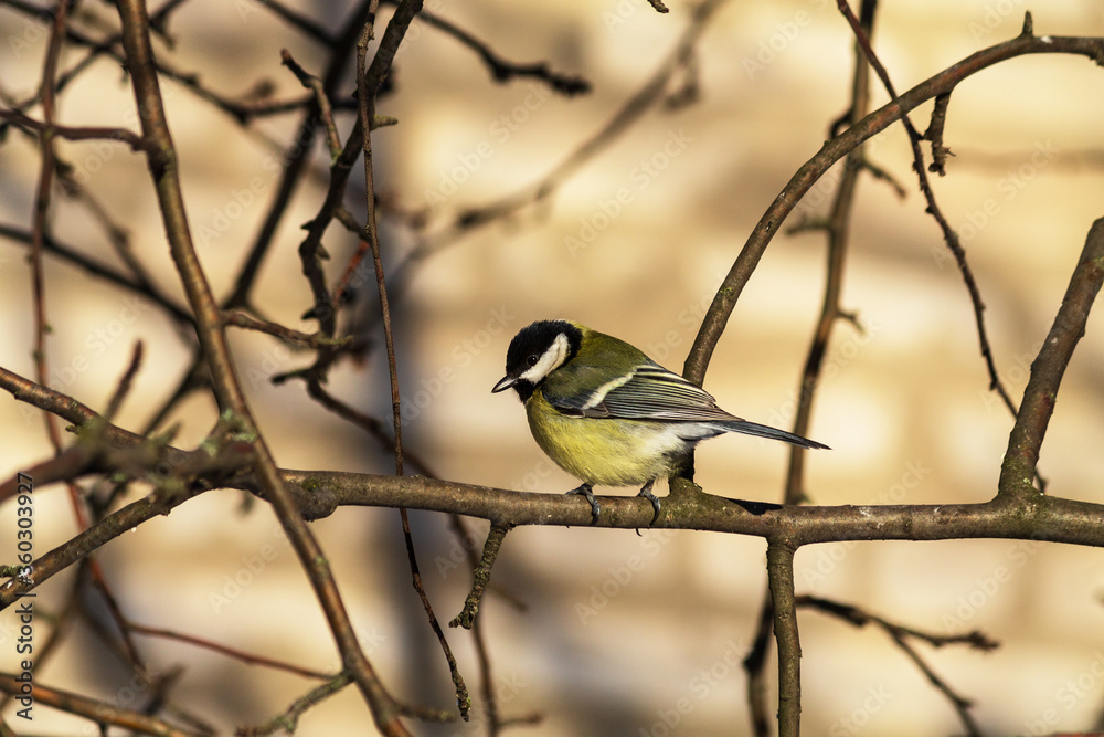 Fototapeta premium great tit parus major
