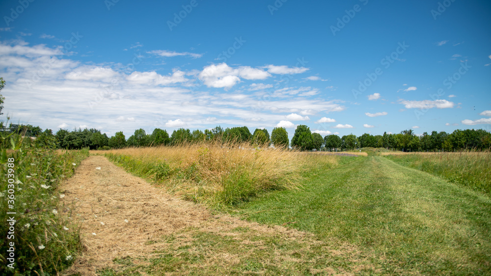 
Path in the middle of the fields, and alley of trees in the background, blue sky and cottony clouds