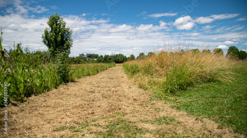  Path in the middle of the fields, and alley of trees in the background, blue sky and cottony clouds