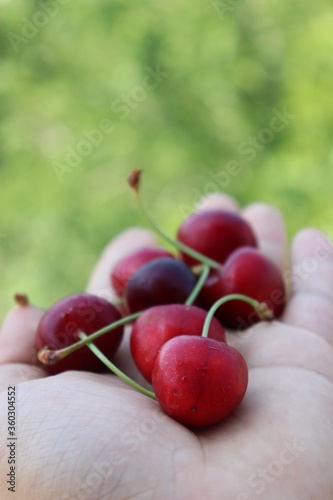cherries in hand © theserhat