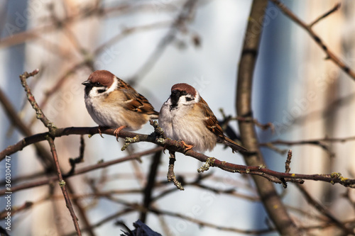 sparrow on a branch © Иван Шкрибляк