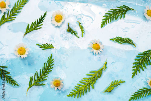 Malenky leaves and flowers of daisies lie on a blue background among water and drops. photo