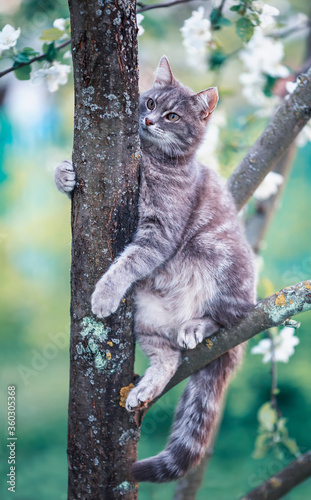 vertical portrait of a striped funny cat sitting on a tree of a blooming Appl...