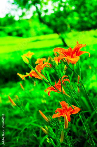 orange lilies