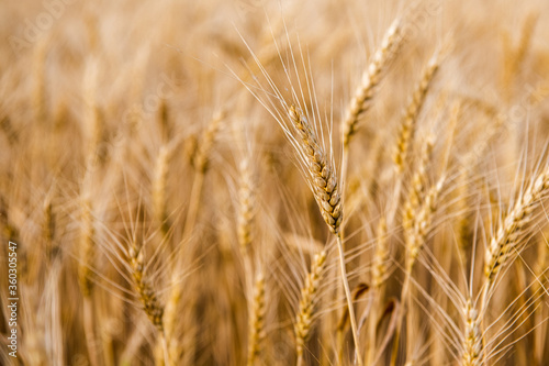 endless wheat field with grains