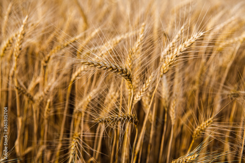 golden grains of wheat in a field