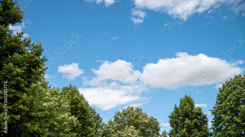 Canvas-taulu Treetops in a blue sky with white cottony clouds, in spring