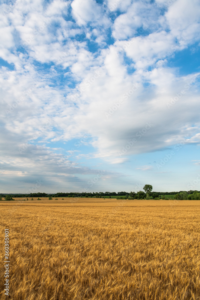 golden wheat field with blue sky and clouds golden wheat field with blue sky and clouds