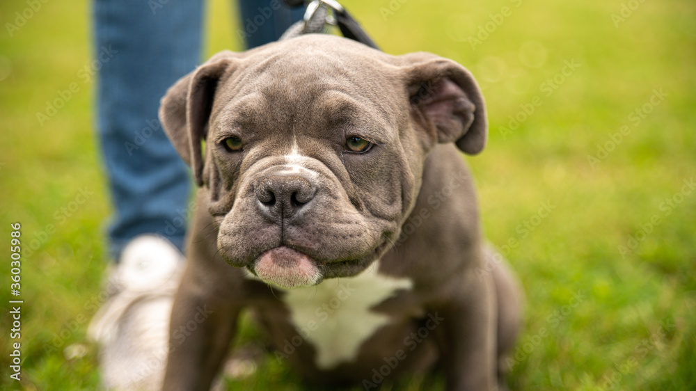 
Cute portrait of a brown and white Olde English Bulldogge puppy