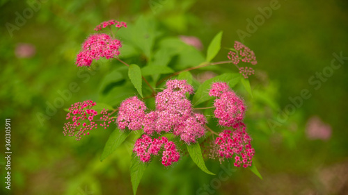 Close-up on a valerian plant, pink umbel flowers and green foliage photo