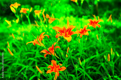 bright orange lilies 